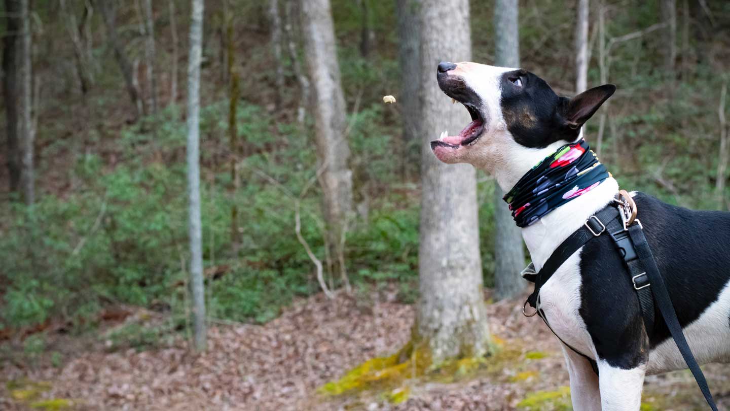 Some-of-the-Best-Practices-for-Making-Organic-Pet-Treats-Safe-and-Delicious-on-expertview