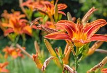 Lilies-Unveiled-A-Guide-To-Cultivating-Elegance-In-Your-Garden-on-expertview
