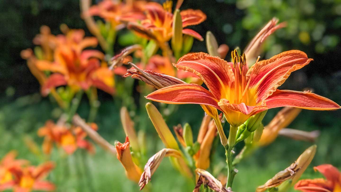 Lilies-Unveiled-A-Guide-To-Cultivating-Elegance-In-Your-Garden-on-expertview